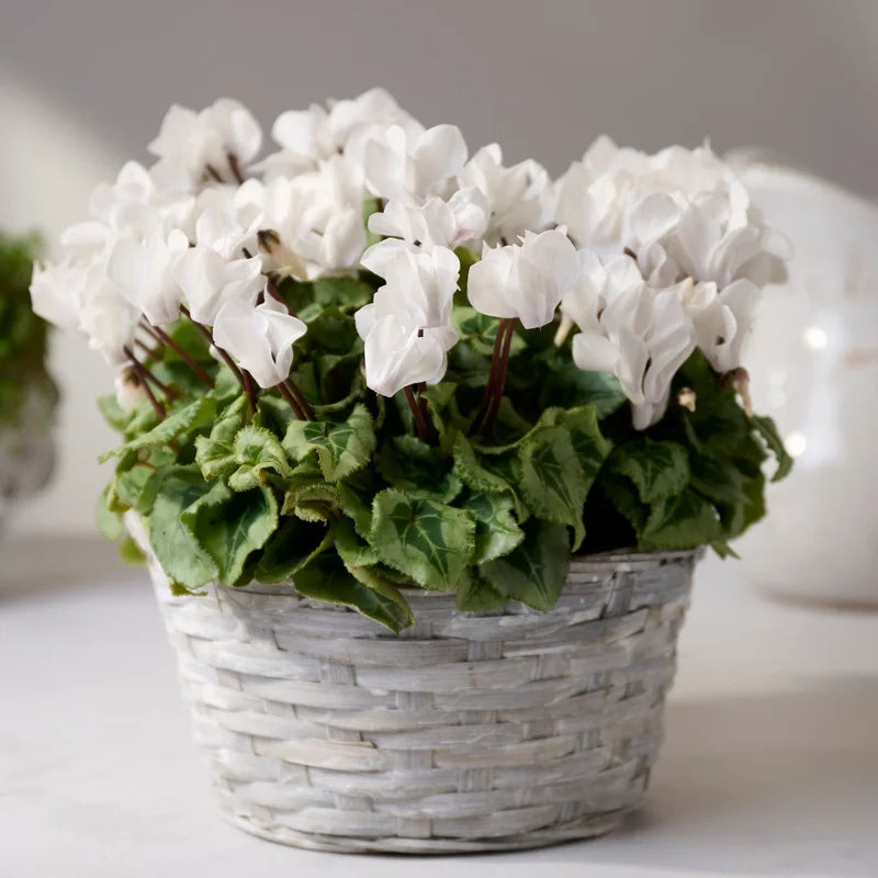 Cyclamen Live Plant 4" Potted – Vibrant Cyclamen Flowers, Hardy Cyclamen Houseplant Ideal for Indoor Decoration