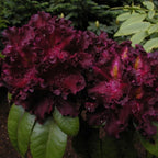 Dark Purple Rhododendron Plant - Gallon Pot - Flowering Shrub