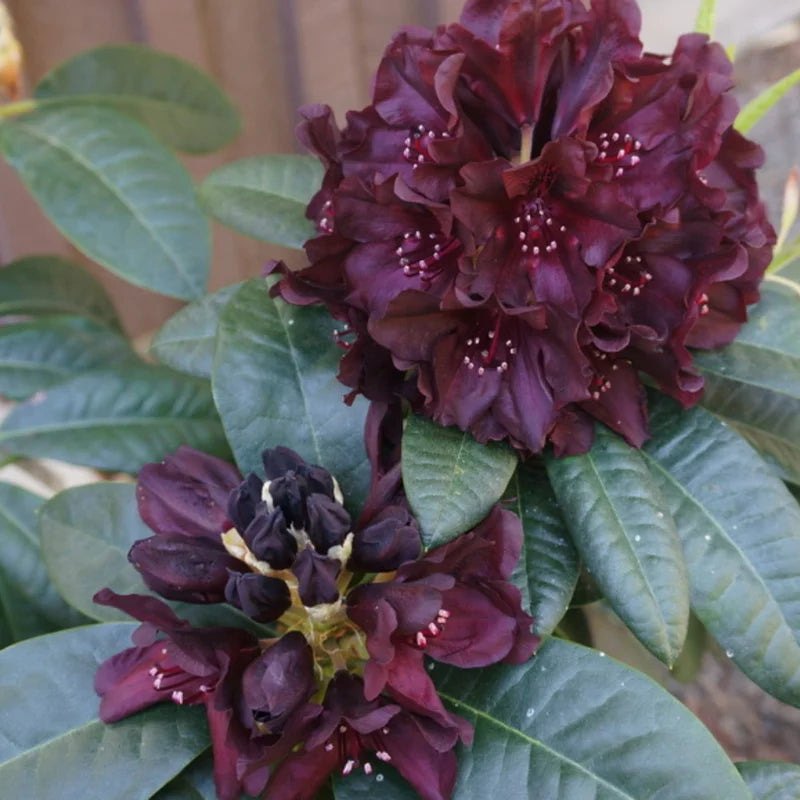 Dark Purple Rhododendron Plant - Gallon Pot - Flowering Shrub