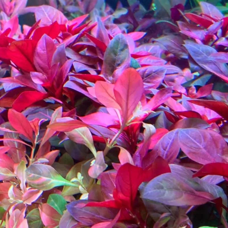 Ludwigia Dark Red Aquarium Plants - Live Stems for Freshwater Aquariums