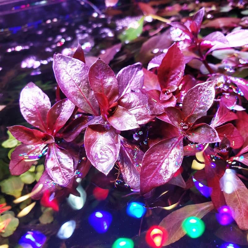 Dark Red Ludwigia Aquarium Plants Live - 5-7 Stems Freshwater Aquatic Plants