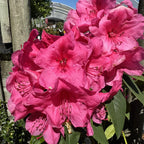 Deep Pink Rhododendron Plant 1 Year Old Nursery Grown Shrub