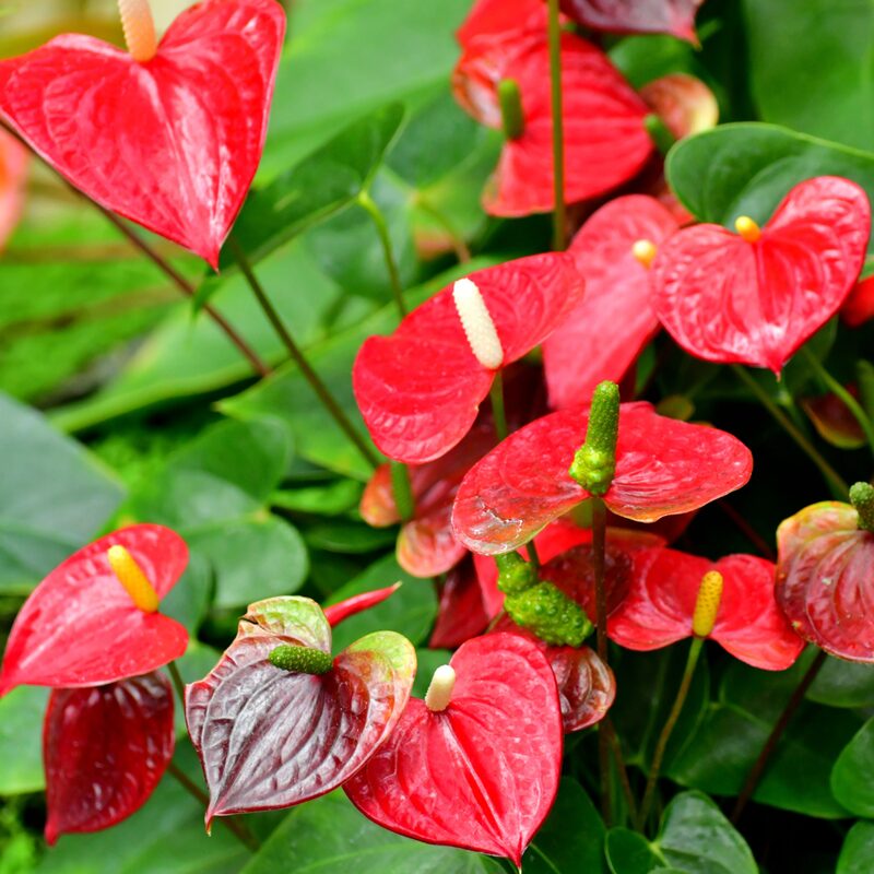 Red Anthurium Plant Live - 4 Inc Pot, 5 to 7 Inc Tall