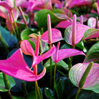 Purple Anthurium Plant Live - 4 Inc Pot, 5 to 7 Inc in Height