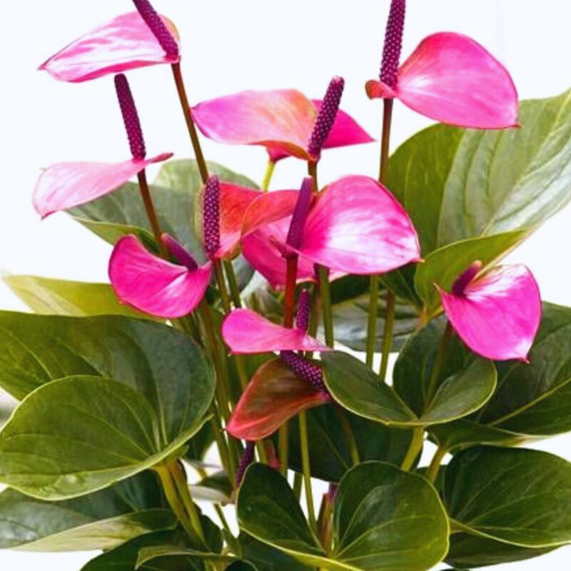 Purple Anthurium Plant Live - 4 Inc Pot, 5 to 7 Inc in Height