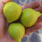 Desert King Fig Tree Plant - 10 to 12 Inches Tall