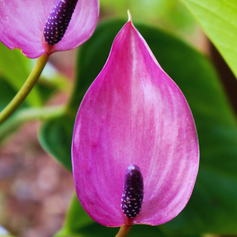 Purple Anthurium Plant Live - 4 Inc Pot, 5 to 7 Inc Tall