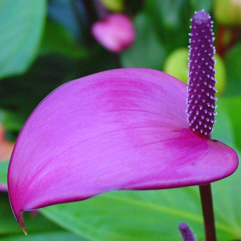 Purple Anthurium Plant - 5 to 7 Inc Tall in 4'' Pot