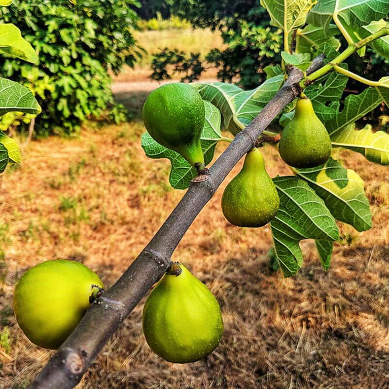 Desert King Fig Tree - 4 to 6 Inc Tall