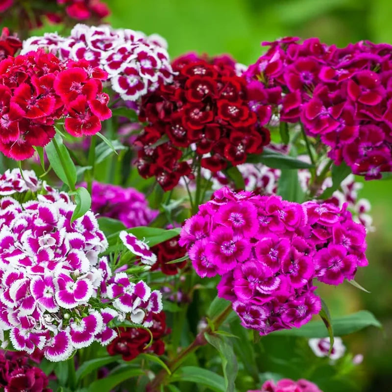 Dianthus Plants Multi Colors Set - Live Fragrant Groundcover - 2 Plants per Pot