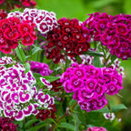 Dianthus Plants Multi Colors Set - Live Fragrant Groundcover - 2 Plants per Pot