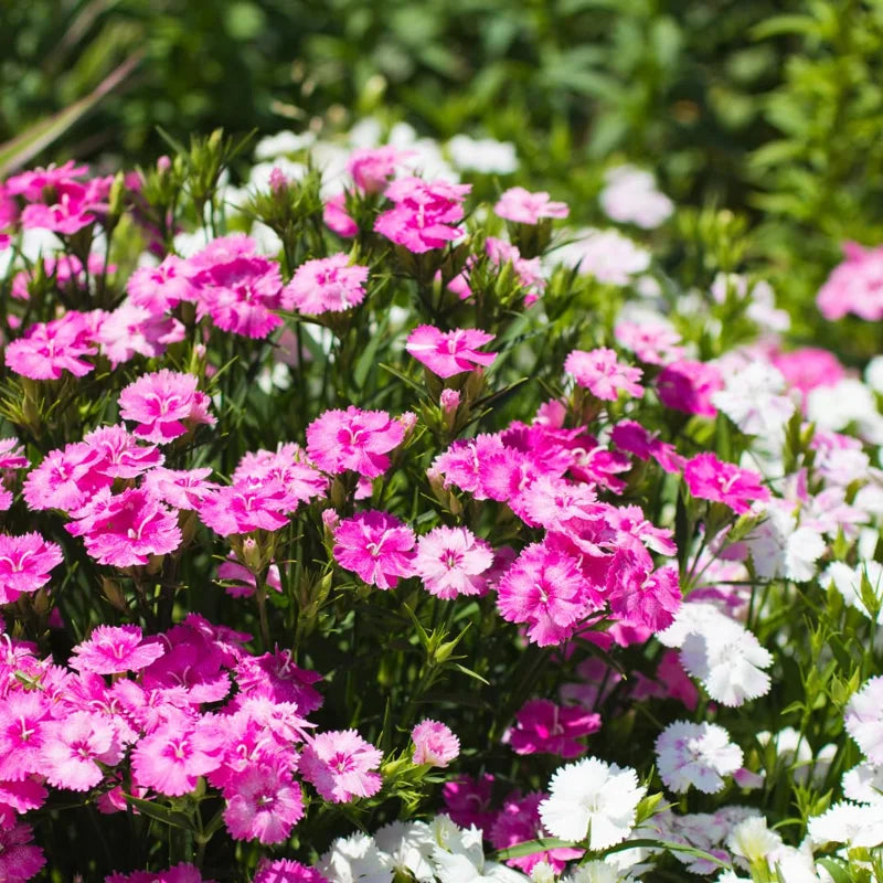 Dianthus Plants Multi Colors Set - Live Fragrant Groundcover - 2 Plants per Pot