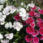 Dianthus Plants Set - Live Fragrant Groundcover - Multi-Color Blooms