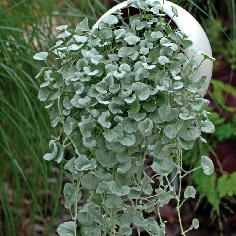 Dichondra Plant, Silver Dichondra Plant, Vine Plant Live 6 To 8 Inches Height 3 Inches Pot, Dichondra Vining Plant Live