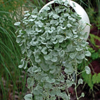 Dichondra Plant, Silver Dichondra Plant, Vine Plant Live 6 To 8 Inches Height 3 Inches Pot, Dichondra Vining Plant Live