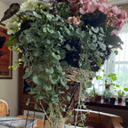Dichondra Plant, Silver Dichondra Plant, Vine Plant Live 6 To 8 Inches Height 3 Inches Pot, Dichondra Vining Plant Live