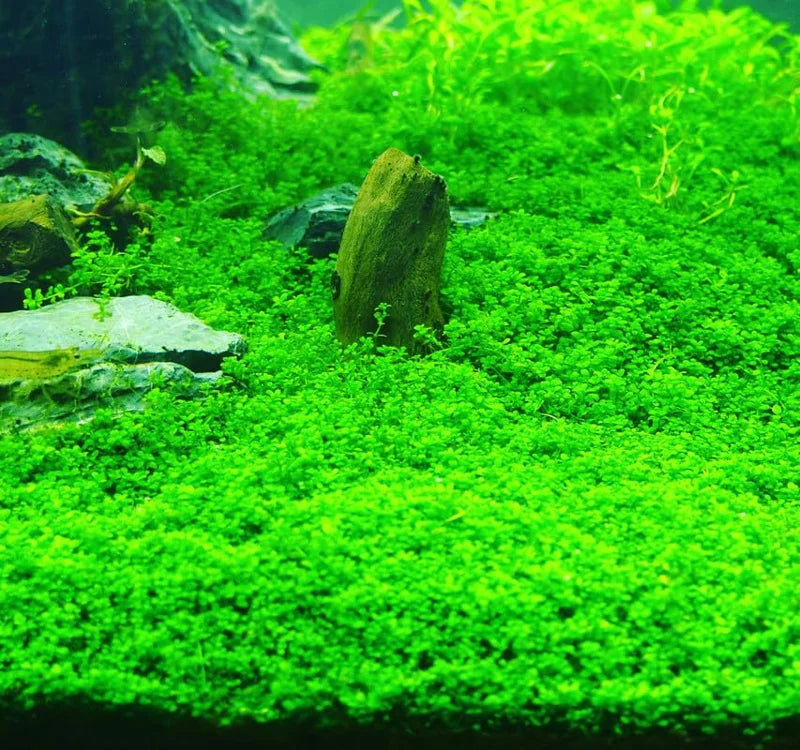 Dwarf Baby Tears Aquarium Plant - Live Aquatic Portion for Freshwater Tanks