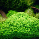 Dwarf Baby Tears Aquarium Plant - Live Aquatic Portion for Freshwater Tanks