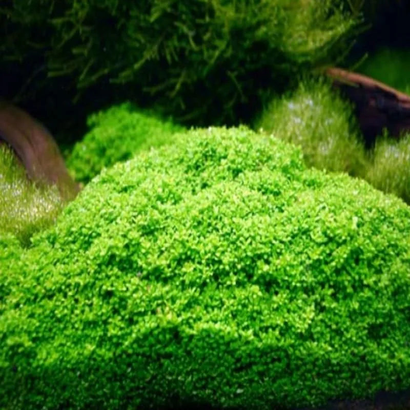 Dwarf Baby Tears Aquarium Plant - Live Aquatic Portion for Freshwater Tanks