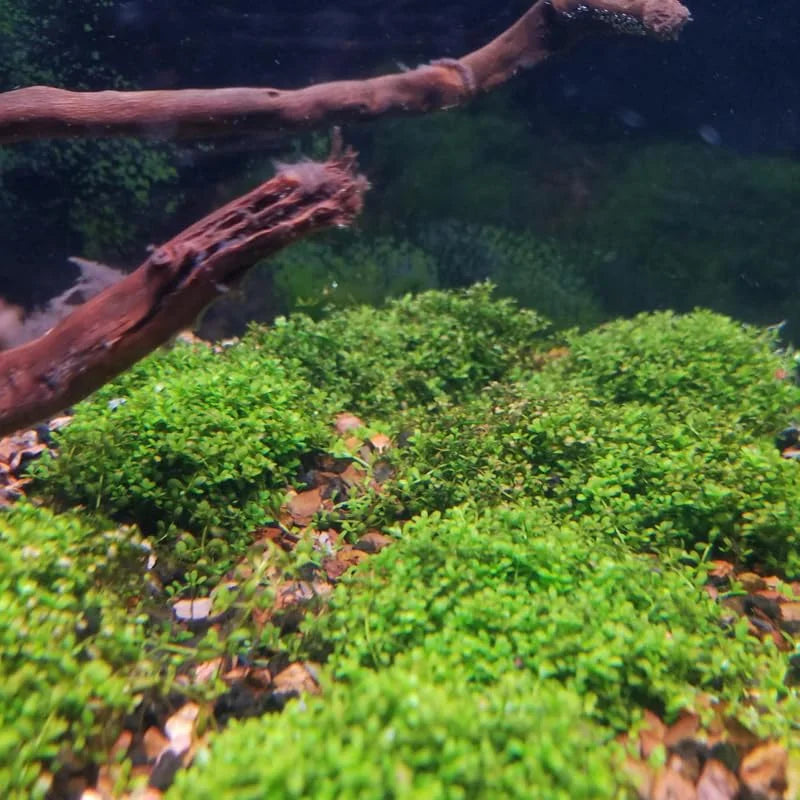 Dwarf Baby Tears Aquarium Plant - Live Aquatic Portion for Freshwater Tanks