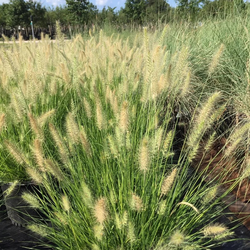 Dwarf Fountain Grass Hameln - 2 Clumps - Ornamental Grass - 4-8 Inch