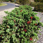 Dwarf Little John Bottlebrush Plant Live, 1 Ft Tall, Compact Flowering Tree in 6 Inch Pot for Landscaping