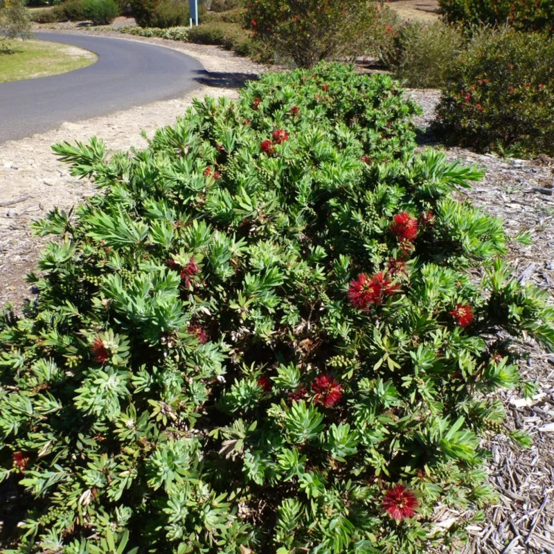 Dwarf Little John Bottlebrush Plant Live, 1 Ft Tall, Compact Flowering Tree in 6 Inch Pot for Landscaping