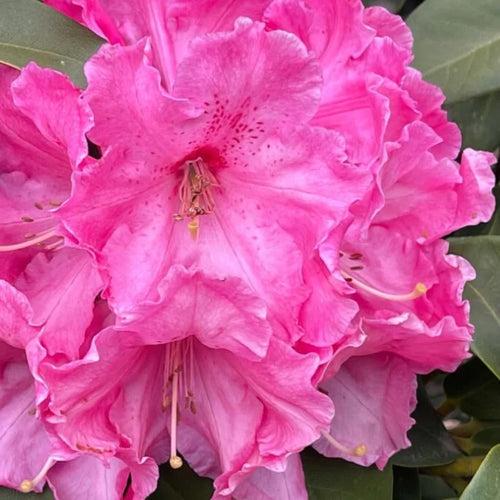 Dwarf Reddish-Pink Rhododendron Live Plant Azalea Bushes - Fragrant Outdoor Shrub