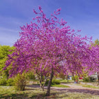 Set 2 Eastern Red Bud Trees Live in Quart Pot, Redbud Trees for Planting, Eastern Redbud Tree Live Plant, Live Redbud Trees, Redbud Tree Live Plant, Redbud Tree Live
