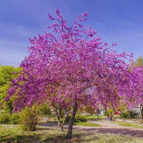 Set 2 Eastern Red Bud Trees Live in Quart Pot, Redbud Trees for Planting, Eastern Redbud Tree Live Plant, Live Redbud Trees, Redbud Tree Live Plant, Redbud Tree Live