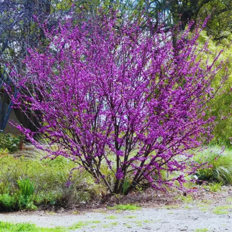 Set 10 Red Bud Trees Live, Eastern Redbud Tree Live Plant Dormant, No Leaf, No Pot, 12 To 18 Inc Redbud Trees for Planting, Redbud Tree Live, Redbud Trees Live Plants