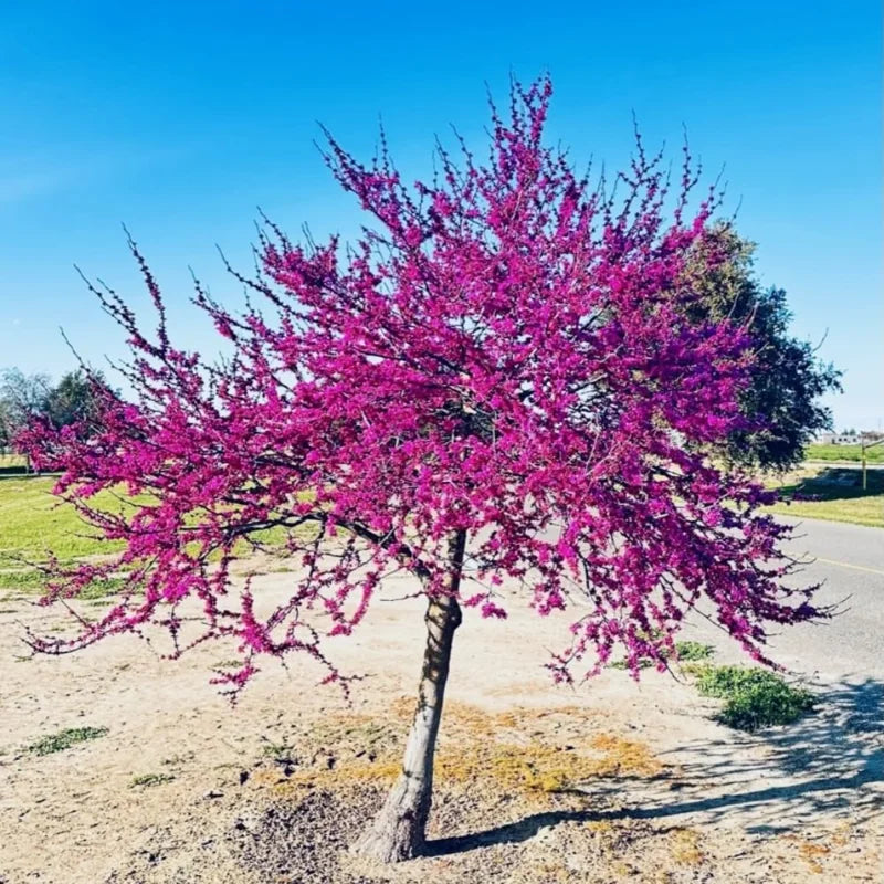 Set 10 Red Bud Trees Live, Eastern Redbud Tree Live Plant Dormant, No Leaf, No Pot, 12 To 18 Inc Redbud Trees for Planting, Redbud Tree Live, Redbud Trees Live Plants