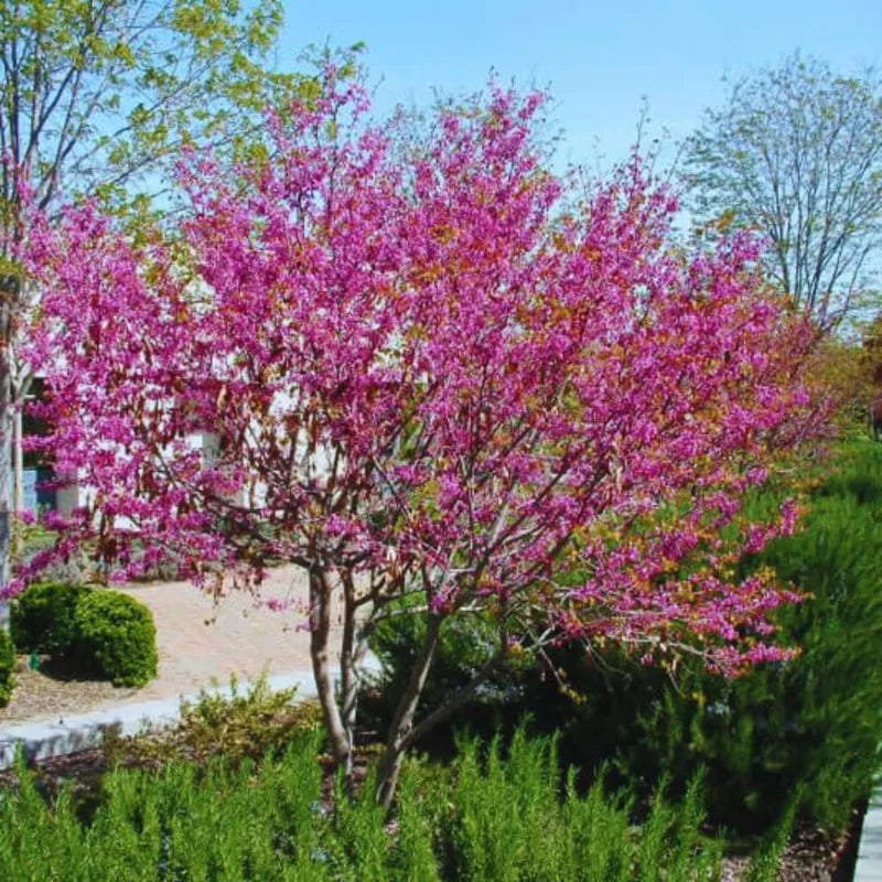 Set 2 Eastern Red Bud Trees Live in Quart Pot, Redbud Trees for Planting, Eastern Redbud Tree Live Plant, Live Redbud Trees, Redbud Tree Live Plant, Redbud Tree Live