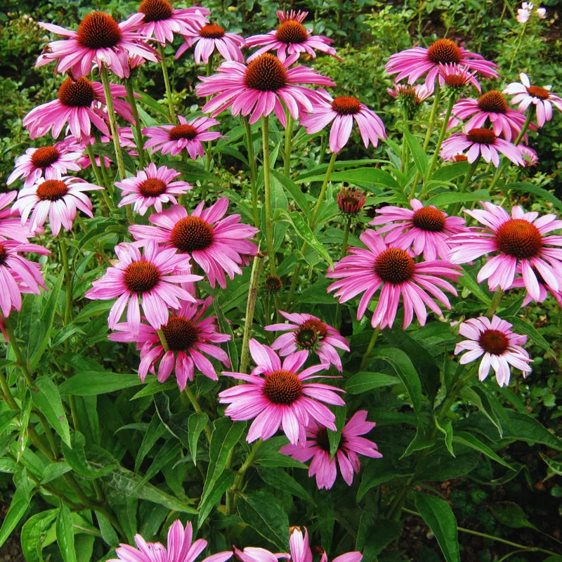 Echinacea Purpurea Plants - 50 Purple Coneflower Bare Roots 4-6 Inch Live Flower Plant