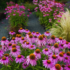 Echinacea Purpurea Plants - 50 Purple Coneflower Bare Roots 4-6 Inch Live Flower Plant