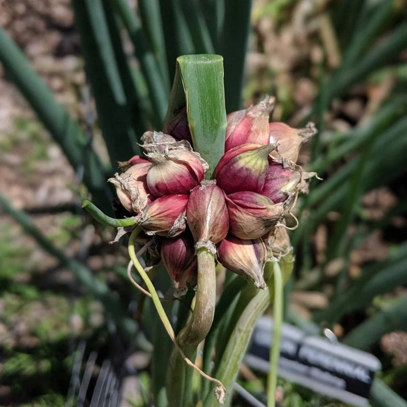 Egyptian Walking Onion Bulbs Pack 20 Heirloom Vegetable