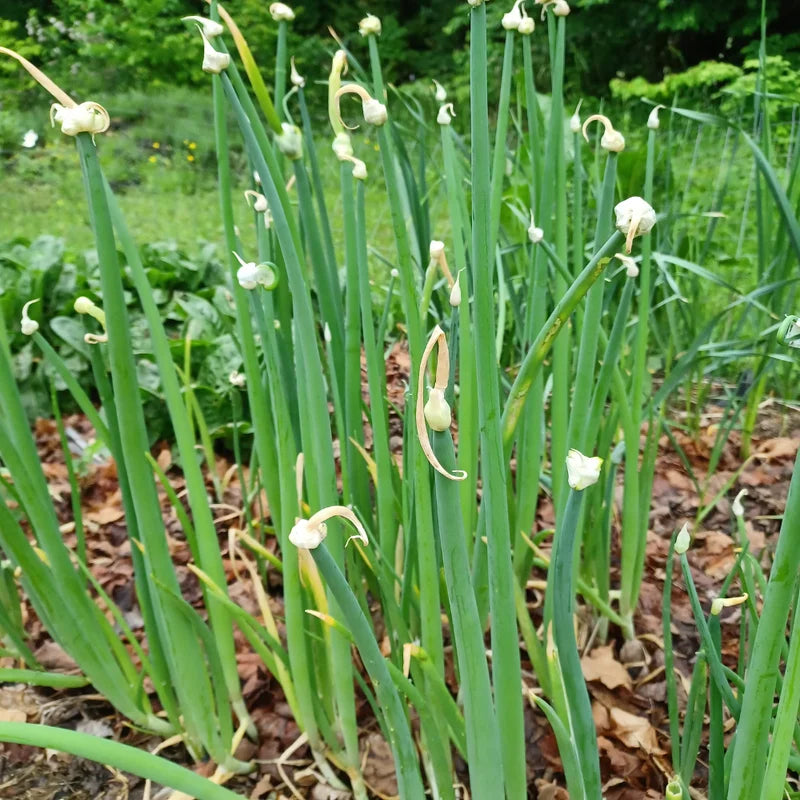 Egyptian Walking Onion Bulbs Pack 20 Heirloom Vegetable