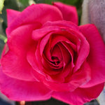 Electron Rose Bush