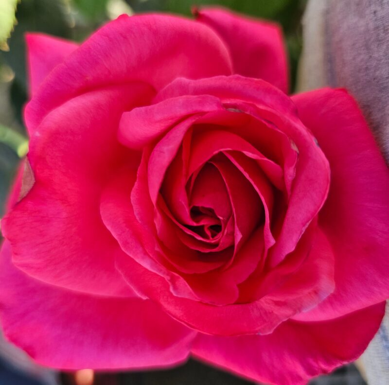 Electron Rose Bush