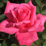 Electron Rose Plant Live