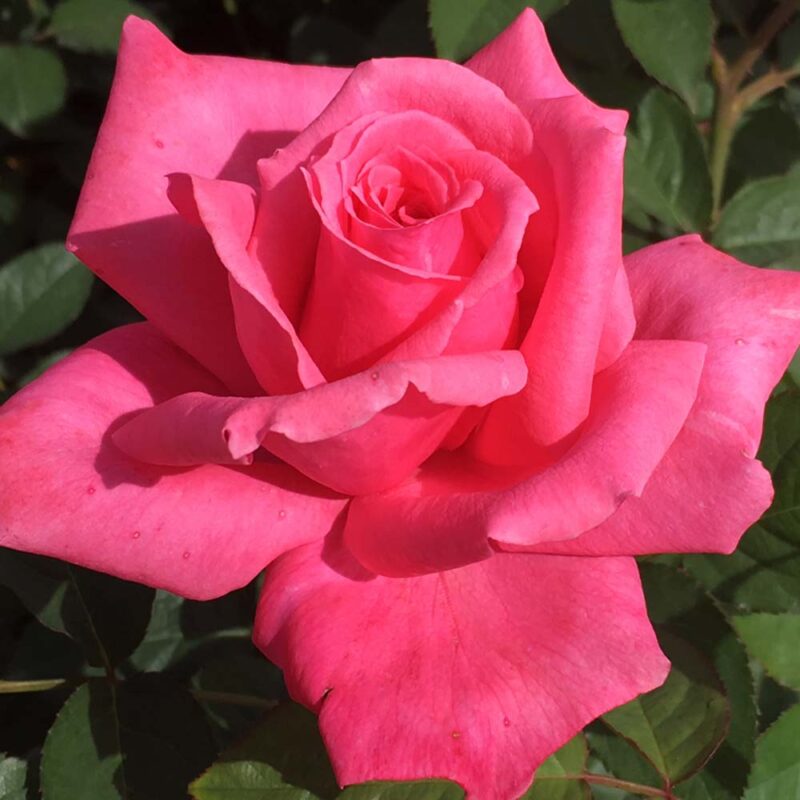 Electron Rose Plant Live