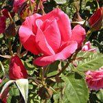 Electron Rose Plant Live