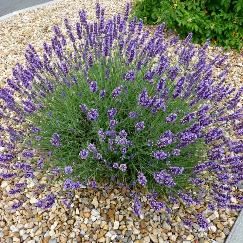 English Lavender Plant in 1 Gal Pot - Fragrant &amp; Easy Care