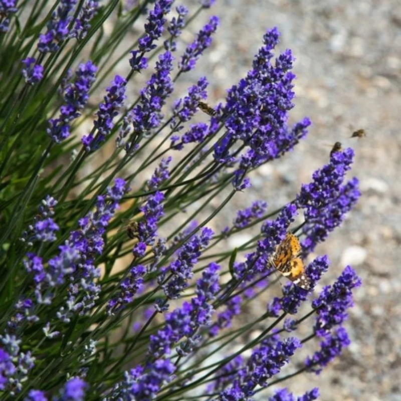 English Lavender Plant in 1 Gal Pot - Fragrant &amp; Easy Care