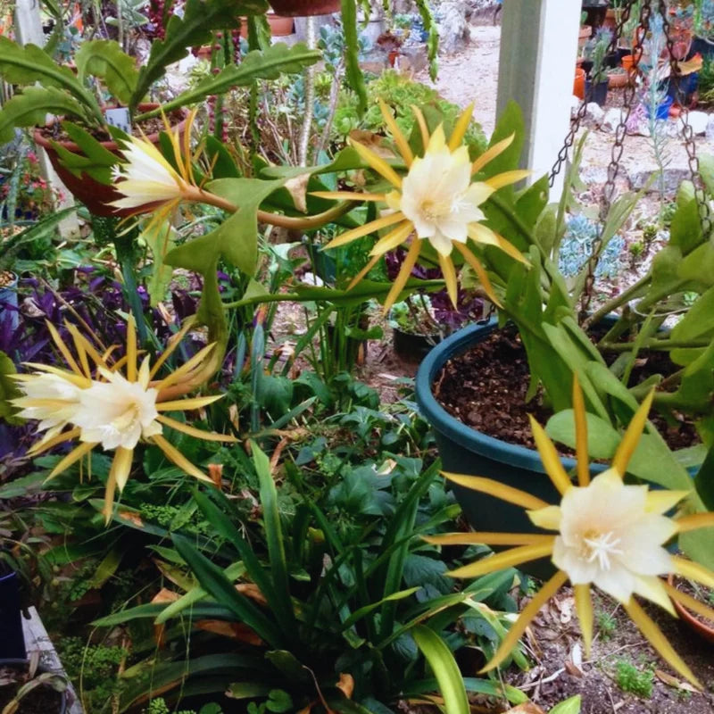 Epiphyllum Anguliger Plant Live - 6 Inch Pot Fishbone Cactus Ric Rac Succulent