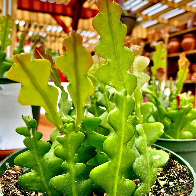 Zig Zag Cactus Plant - Fishbone Cactus, 4 Inch Pot, Live Ric Rac Epiphyllum Anguliger