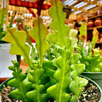 Zig Zag Cactus Plant - Fishbone Cactus, 4 Inch Pot, Live Ric Rac Epiphyllum Anguliger