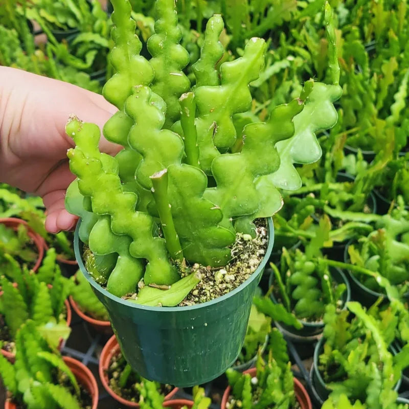 Zig Zag Cactus Plant - Fishbone Cactus, 4 Inch Pot, Live Ric Rac Epiphyllum Anguliger