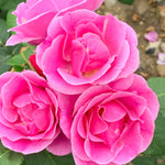 Tenerife Rose Plant Live