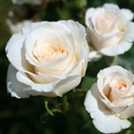 French Lace Rose Plant Live